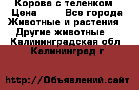 Корова с теленком › Цена ­ 69 - Все города Животные и растения » Другие животные   . Калининградская обл.,Калининград г.